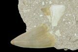 Otodus Shark Tooth Fossil in Rock - Eocene #139905-3